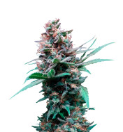 Do-Si-Dos Autoflower