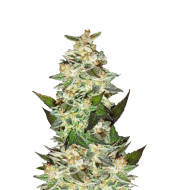 Do-Si-Dos Fast Version