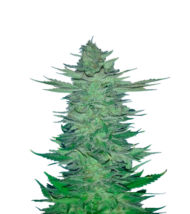 Do-Si-Dos Regular