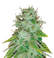 Dolato Feminized