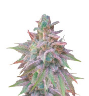 Doug's Varin Feminized