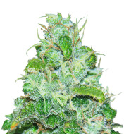 Dream Queen Feminized