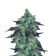 Durban Poison Autoflower