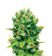 Durban Poison Fast Version