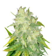 Durban Poison Feminized