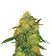 Early Skunk Fast Version