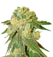 Exodus Cheese Feminized