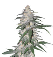 Fat Bastard Feminized