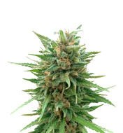 Florida Sunrise Autoflower