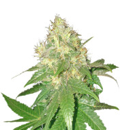 Florida Sunrise Feminized