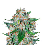 Forbidden Fruit Autoflower