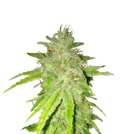 Forbidden Fruit Feminized