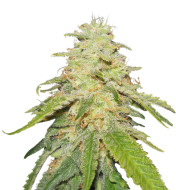 Forbidden Zkittlez Feminized