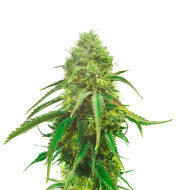 French Cookies Feminized