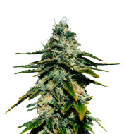 Frosted Guava Autoflower