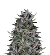 Frosted Guava Feminized