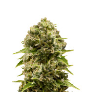 Fruit Autoflower