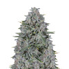 Future 1 Feminized