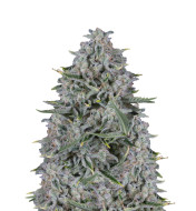 Future 1 Feminized
