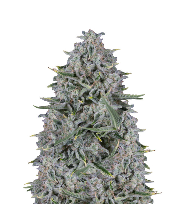 Future 1 Feminized