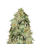 G13 Feminized