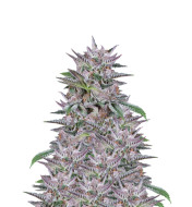 Gelato Feminized