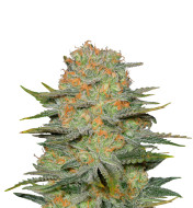 Gelonade Feminized