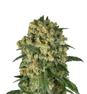 Ghost Train Haze Feminized
