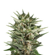 Girl Scout Cookies Autoflower