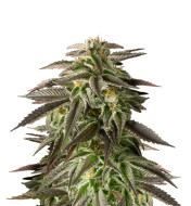 Girl Scout Cookies Fast Version