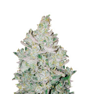 Girl Scout Cookies Regular