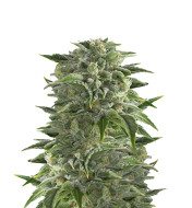 GMO Cookies Feminized