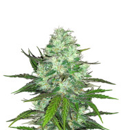 Godfather OG Feminized