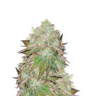 Goji OG Feminized