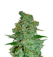 Gold Leaf Autoflower