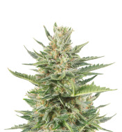 Goldan Goat Feminized