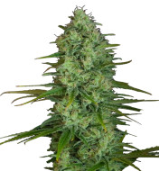 Gorilla Cream Feminized