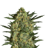 Gorilla Glue Fast Version