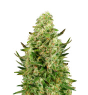 Gorilla Glue F1 Autoflower