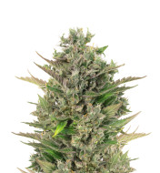 Gorilla Glue Regular