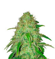 Gorilla Lemon Fire Feminized