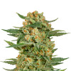 Grandaddy Purple Fast Version