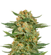 Grandaddy Purple Fast Version