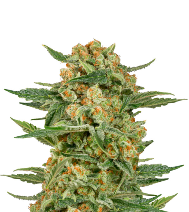 Grandaddy Purple Fast Version