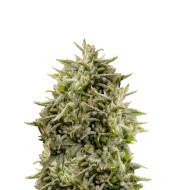 Grandaddy Purple Autoflower