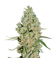 Grandaddy Purple Regular