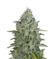 Grape Ape Autoflower