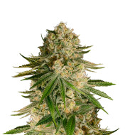 Grape Ape Feminized