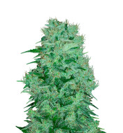 Grease Monkey Feminized