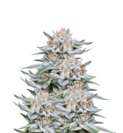 Great White Shark Autoflower